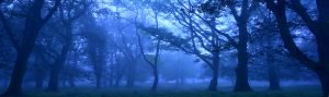 Badbury Rings, Dorset in the mist